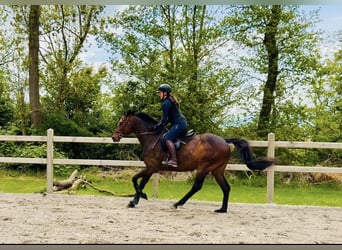 Pur-sang anglais, Hongre, 6 Ans, 163 cm, Bai