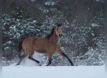 Pur-sang anglais, Hongre, 6 Ans, 163 cm, Buckskin