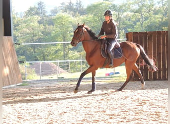 Pur-sang anglais, Hongre, 6 Ans, 163 cm