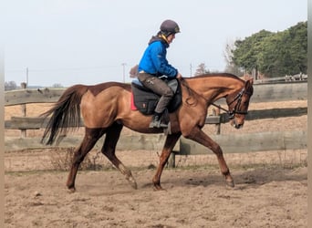 Pur-sang anglais, Hongre, 6 Ans, 165 cm, Alezan brûlé