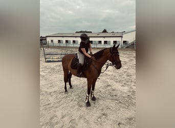 Pur-sang anglais, Hongre, 7 Ans, 152 cm, Bai