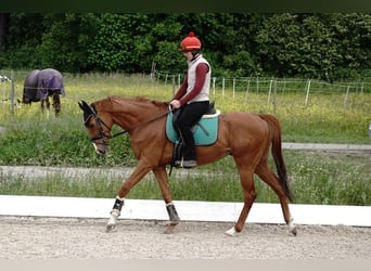 Pur-sang anglais, Hongre, 7 Ans, 165 cm, Alezan