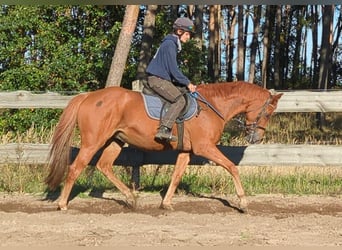 Pur-sang anglais, Hongre, 7 Ans, 165 cm, Alezan