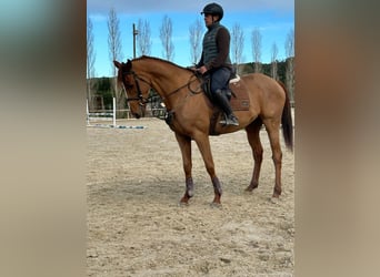 Pur-sang anglais, Hongre, 7 Ans, 168 cm, Alezan