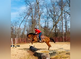 Pur-sang anglais, Hongre, 8 Ans, 152 cm, Bai cerise