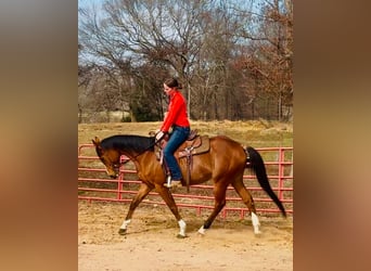 Pur-sang anglais, Hongre, 8 Ans, 152 cm, Bai cerise