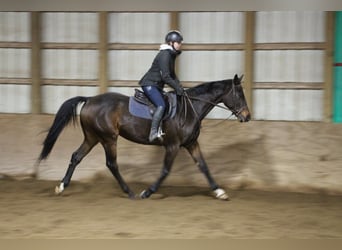 Pur-sang anglais, Hongre, 8 Ans, 163 cm, Bai cerise