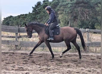 Pur-sang anglais, Hongre, 8 Ans, 163 cm, Bai