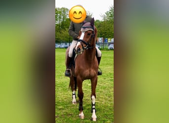Pur-sang anglais, Hongre, 8 Ans, 164 cm, Alezan