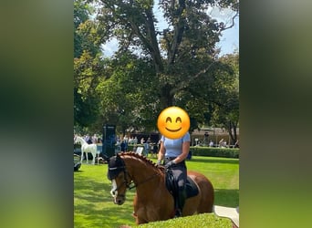 Pur-sang anglais, Hongre, 8 Ans, 164 cm, Alezan