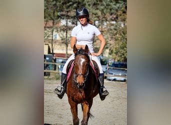 Pur-sang anglais, Hongre, 8 Ans, 168 cm, Bai