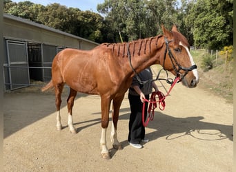 Pur-sang anglais Croisé, Hongre, 8 Ans, 183 cm, Alezan
