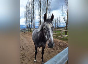 Pur-sang anglais, Hongre, 8 Ans, Gris pommelé
