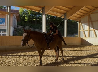 Pur-sang anglais, Jument, 10 Ans, 160 cm, Alezan