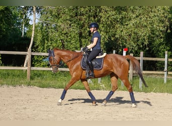 Pur-sang anglais, Jument, 11 Ans, 160 cm, Alezan