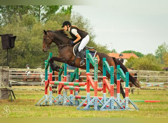 Pur-sang anglais Croisé, Jument, 11 Ans, 168 cm, Bai brun