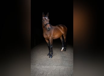 Pur-sang anglais, Jument, 13 Ans, 160 cm, Bai