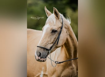 Pur-sang anglais, Jument, 14 Ans, 162 cm, Palomino