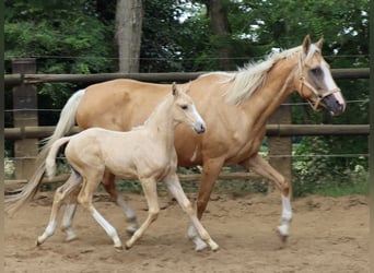 Pur-sang anglais, Jument, 14 Ans, 162 cm, Palomino