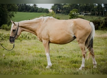 Pur-sang anglais, Jument, 15 Ans, 162 cm, Palomino