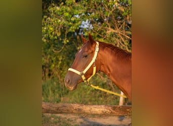 Pur-sang anglais, Jument, 3 Ans, 154 cm, Alezan brûlé