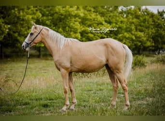 Pur-sang anglais, Jument, 3 Ans, 156 cm, Palomino