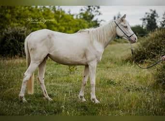 Pur-sang anglais, Jument, 3 Ans, 157 cm, Cremello