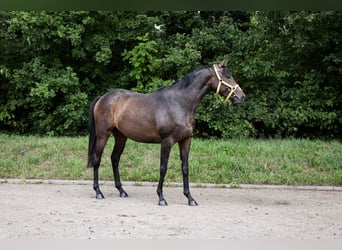 Pur-sang anglais, Jument, 3 Ans, 160 cm