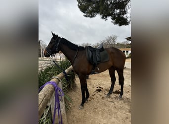 Pur-sang anglais, Jument, 3 Ans, 165 cm, Bai