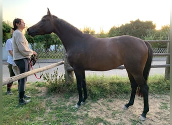 Pur-sang anglais, Jument, 3 Ans, 166 cm, Bai