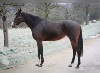 Pur-sang anglais, Jument, 4 Ans, 160 cm