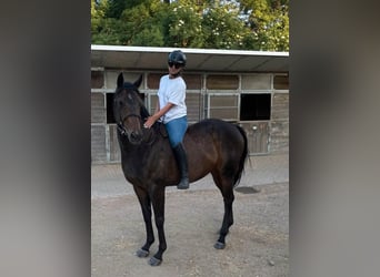 Pur-sang anglais, Jument, 4 Ans, 161 cm, Bai brun