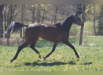 Pur-sang anglais, Jument, 4 Ans, 165 cm, Bai brun