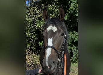 Pur-sang anglais, Jument, 4 Ans, Bai brun