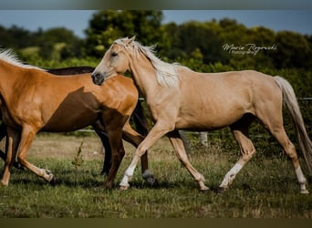 Pur-sang anglais, Jument, 5 Ans, 151 cm, Palomino