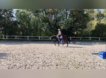 Pur-sang anglais, Jument, 5 Ans, 165 cm, Bai