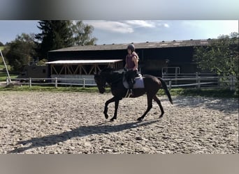 Pur-sang anglais, Jument, 5 Ans, 165 cm, Bai