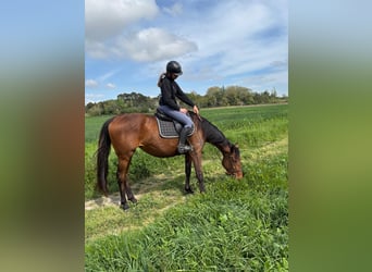 Pur-sang anglais, Jument, 5 Ans, 165 cm, Bai