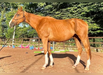 Pur-sang anglais, Jument, 5 Ans, 168 cm, Alezan brûlé