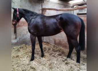 Pur-sang anglais, Jument, 6 Ans, 160 cm, Bai brun foncé