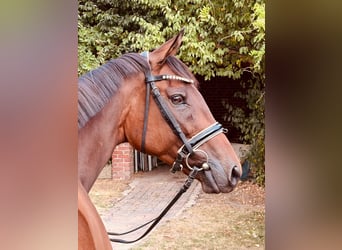 Pur-sang anglais, Jument, 6 Ans, 163 cm, Bai