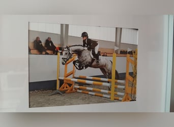 Pur-sang anglais, Jument, 6 Ans, 163 cm, Gris moucheté