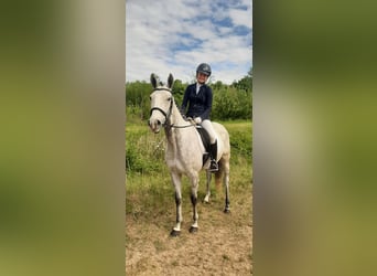 Pur-sang anglais, Jument, 6 Ans, 163 cm, Gris moucheté