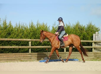 Pur-sang anglais, Jument, 6 Ans, 166 cm, Alezan