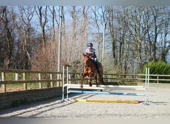 Pur-sang anglais, Jument, 6 Ans, 166 cm, Alezan