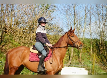 Pur-sang anglais, Jument, 6 Ans, 166 cm, Alezan