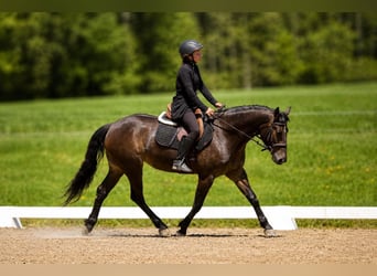 Pur-sang anglais Croisé, Jument, 7 Ans, 152 cm, Bai cerise