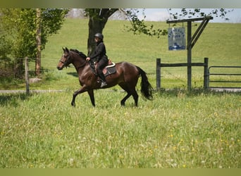 Pur-sang anglais Croisé, Jument, 7 Ans, 152 cm, Bai cerise