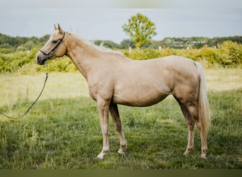 Pur-sang anglais, Jument, 7 Ans, 157 cm, Palomino
