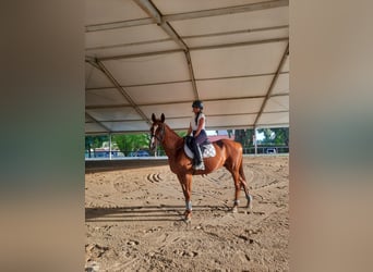 Pur-sang anglais, Jument, 8 Ans, 164 cm, Bai